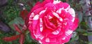 received_337353823883382