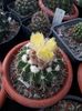 Wiginsia corinodes