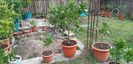 Citrus sinensis tarocco meli
