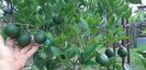 Citrus sinensis tarocco meli
