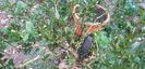 Citrus australasica roz