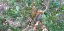 Citrus australasica roz
