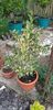 Citrus sinensis variegat