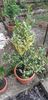 Citrus sinensis variegat