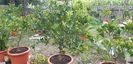 Citrus limon limeqoat eustis