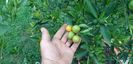 Citrus limon limeqoat eustis