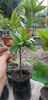 Citrus sinensis moro
