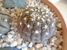 Gymnocalycium ragonesei
