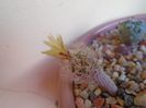 Turbinicarpus krainzianus v. minimus