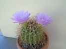 Acanthocalycium spiniflorum