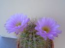 Acanthocalycium spiniflorum