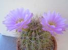 Acanthocalycium spiniflorum