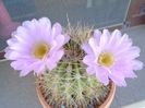 Acanthocalycium spiniflorum