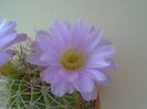 Acanthocalycium spiniflorum