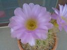 Acanthocalycium spiniflorum