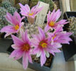 Mammillaria bolli