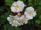 Blush Rambler
