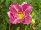 hemerocallis Entrapment