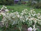 cornus controversa Variegata