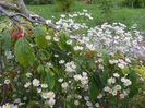 erigeron annuus
