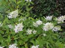 hydrangea pan. Grandiflora