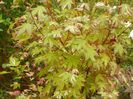 acer palm. Asahi Zuru
