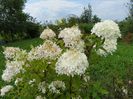 hydrangea pan. Phantom