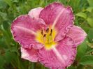 hemerocallis Entrapment