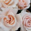 pride-and-prejudice-rose-by-harkness-2013-x-500