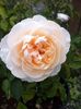 Lichfield Angel Rose-1