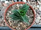 Haworthia viscosa