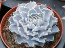 Echeveria shaviana "Blue Curls"