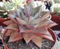 Echeveria purpusorum (Dyonisos)