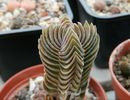 Crassula Buddha's temple