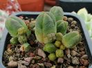 Crassula pyramidalis