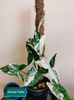 Syngonium Podophyllum Albo-Variegatum