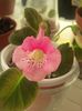 SRG s Pink Eruption(7-08-2019)