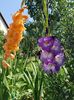 Cateva gladiole, singurele noutati in gradina