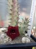 Huernia microcarpa