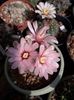 Gymnocalycium Quehlianum