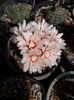 Gymnocalycium  sp.
