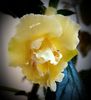 Yellow English Rose