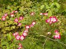 Star Profusion