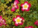 Star Profusion