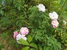 Guirlande Rose