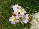 Robe Fleurie