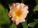 Peach Nature