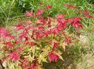 acer palmatum Beni Maiko