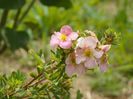potentilla Pink Beauty