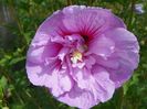 hibiscus syriacus Lavender Chiffon